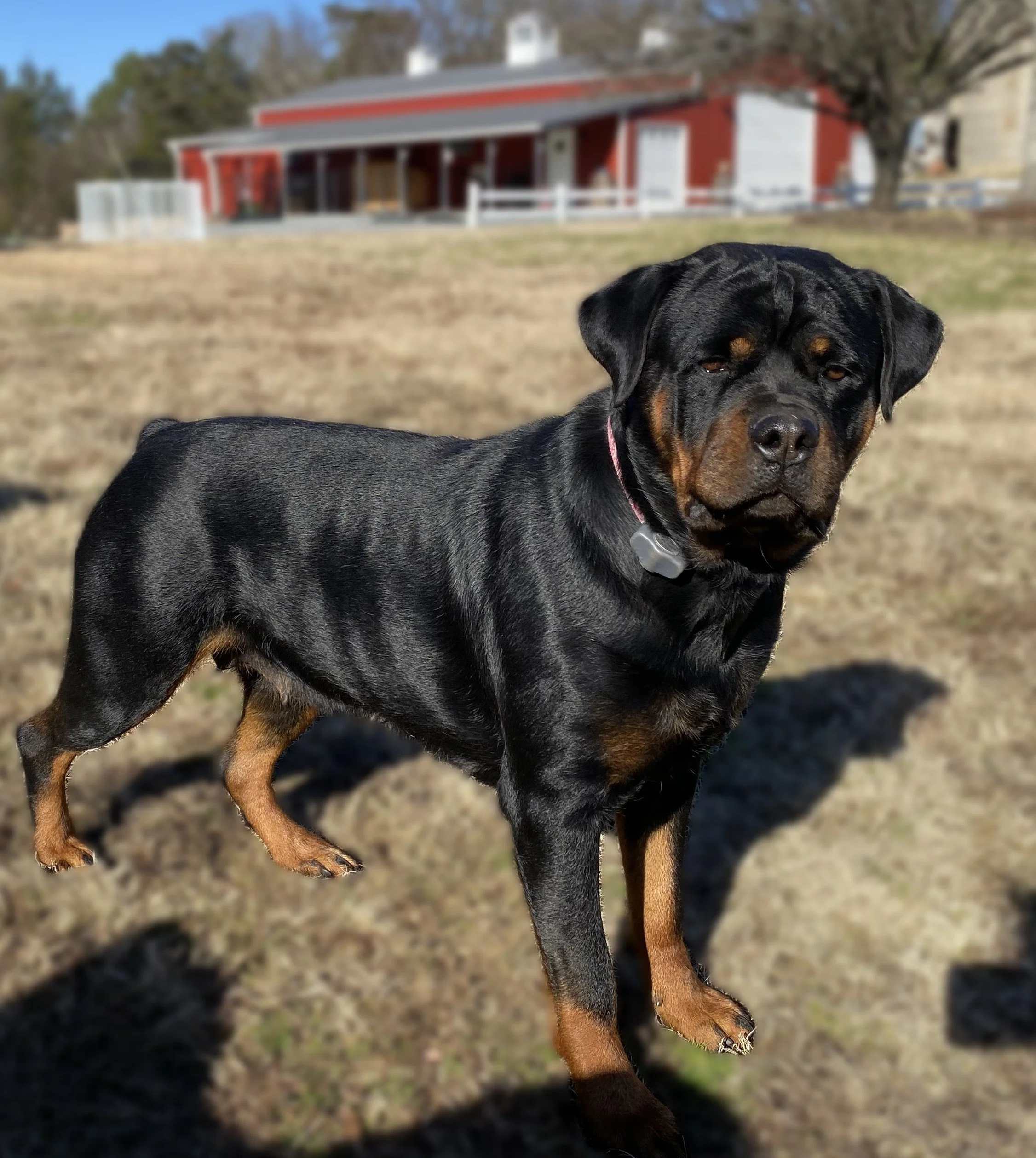 ⭐︎美品　Rottweiler KJ s-l1200.jpg